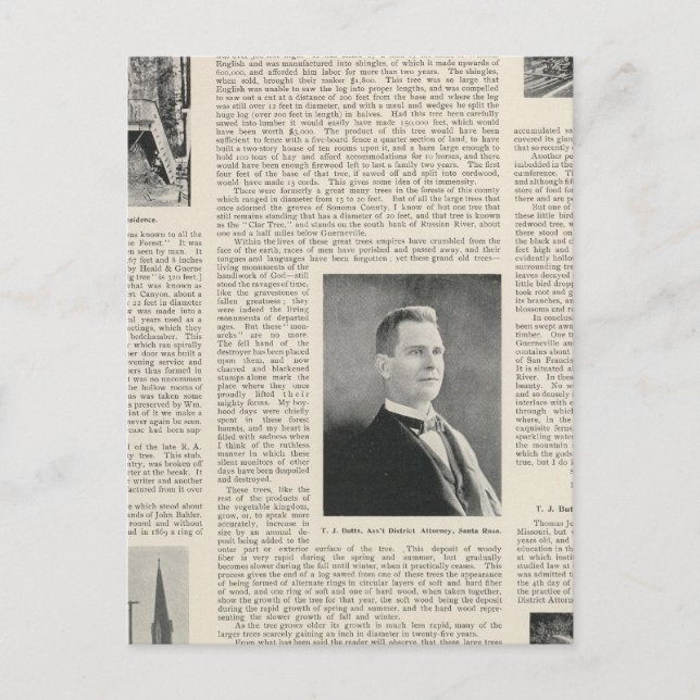 Cartão Postal Sequoia de Sonoma, Califórnia (Frente)