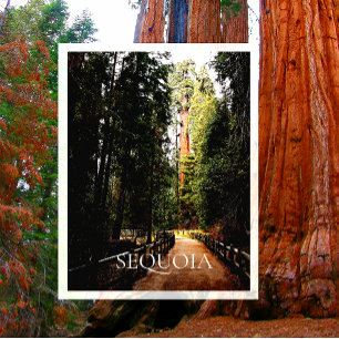 Cartão Postal Sequoia gigante à luz do sol, trilhando através da