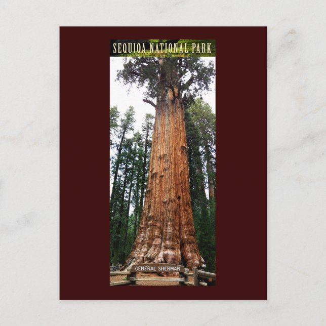 Cartão Postal SEQUOIA NAT'L PARK-California-General Sherman (Frente)