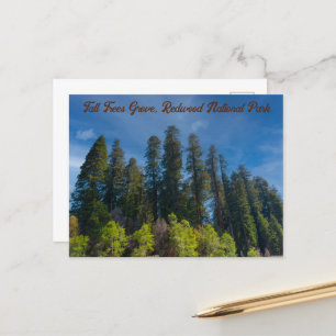 Cartão Postal Sequoia Parque Nacional Árvores Altas