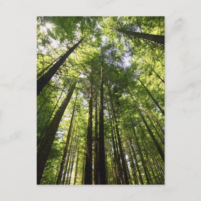 Cartão Postal Sequoia, Rotorua, Nova Zelândia (Frente)