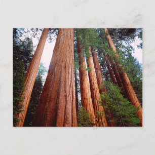 Cartão Postal Sequoia Sequoia Sequoia