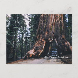 Cartão Postal Sequoia Tunnel Tree California 1952