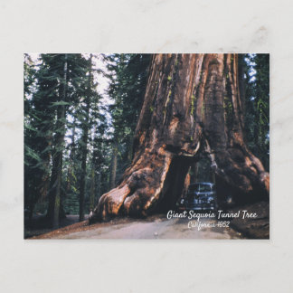 Cartão Postal Sequoia Tunnel Tree California 1952