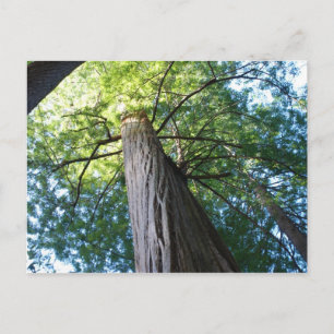 Cartão Postal Sequoias - Califórnia