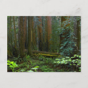Cartão Postal Sequoias No Parque Nacional De Muir Woods