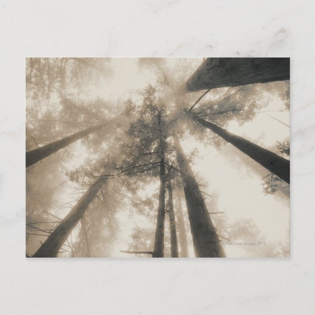 Cartão Postal Sequoias, Norte da Califórnia (Frente)