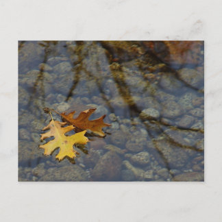 Cartão Postal Sequúia