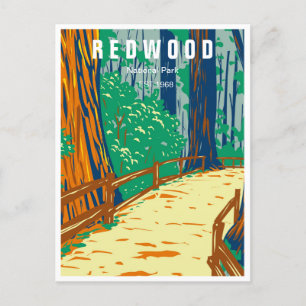 Cartão Postal Sequwood National Park California Vintage floresta