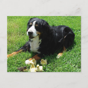 Cartão Postal Serena e os Ducklings