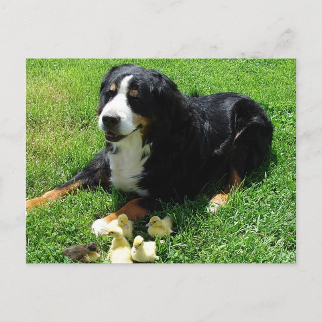 Cartão Postal Serena e os Ducklings (Frente)