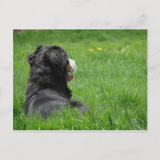 Cartão Postal Serena no Sol (Frente)