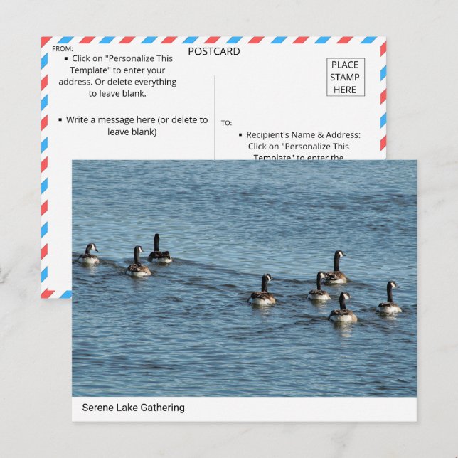 Cartão Postal Serene Lake Gathering - Canada Geese Postcard (Frente/Verso)