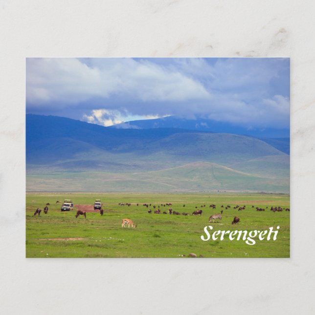 Cartão Postal Serengeti (Frente)