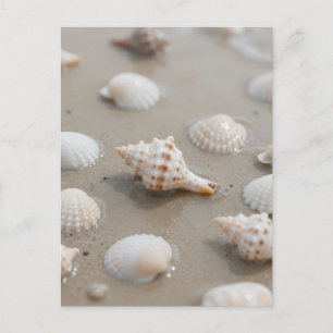 Cartão Postal Serenidade da Praia de Conchas Delicadas