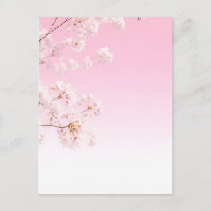 Cartão Postal Serenidade de Primavera com Flor de Cerejeira Rosa