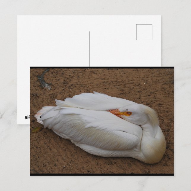 Cartão Postal Serenidade em Branco (Frente/Verso)