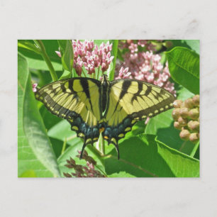 Cartão Postal Série "Borboleta-Mala-Mão-de-Tigre-Oriental"