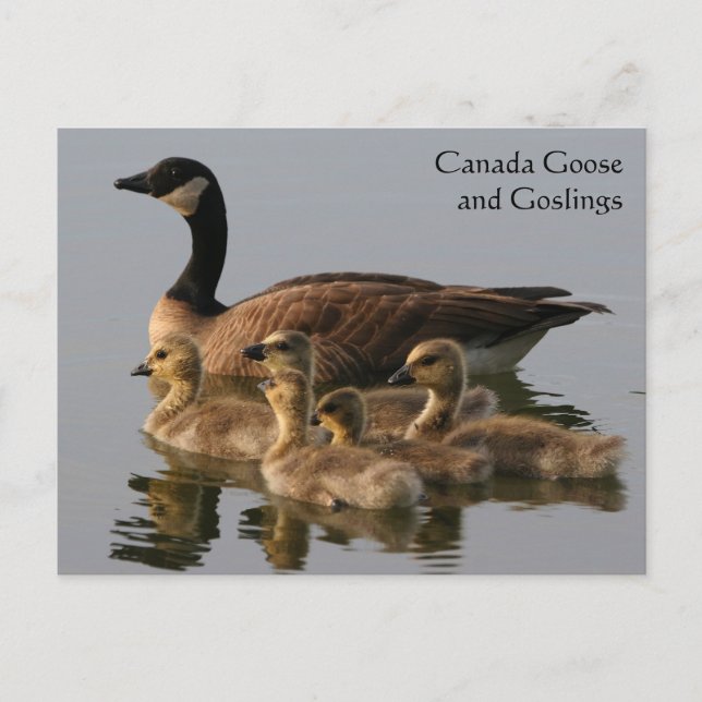 Cartão Postal Série Canada Goose & Goslings Wildlife # 17 (Frente)