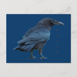 Cartão Postal Série Cartão-postal Black Raven III