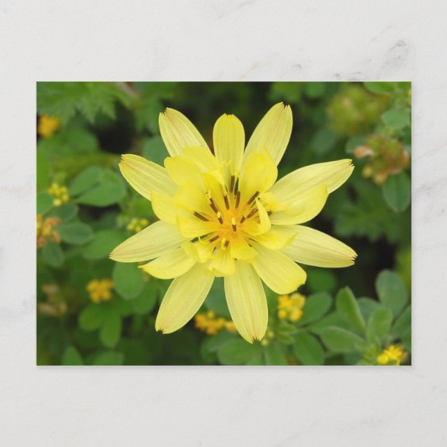 Cartão Postal Série Flor 2007 (Frente)