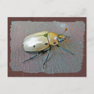 Cartão Postal Série Grapevine Beetle (Pelidnota punctata)