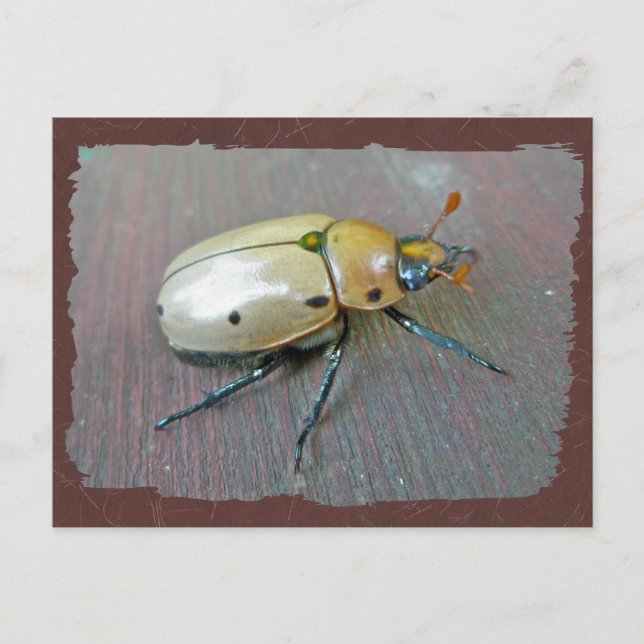 Cartão Postal Série Grapevine Beetle (Pelidnota punctata) (Frente)