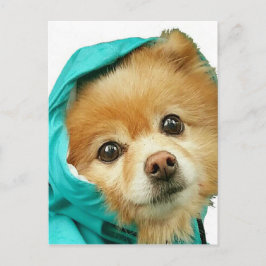 Cartão Postal Série Pom Raincoat