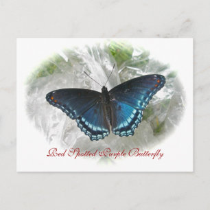 Cartão Postal Série Red Spotted Purple Butterfly