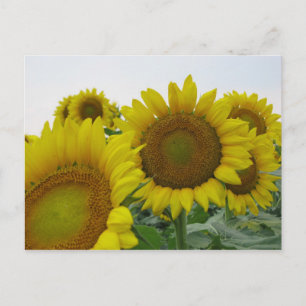 Cartão Postal Série Summer Sunflower
