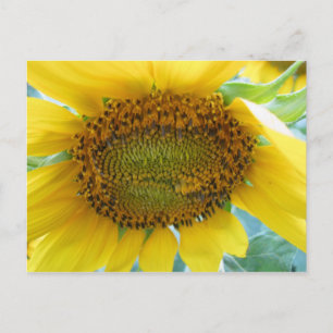 Cartão Postal Série Sunflower Summer