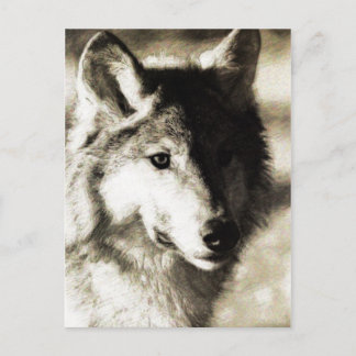 Cartão Postal Série Wild 19