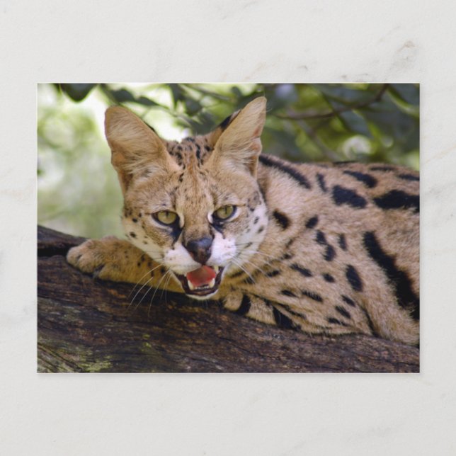 Cartão Postal serval 013 (Frente)