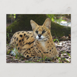 Cartão Postal serval 015