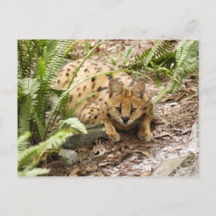 Cartão Postal serval 019