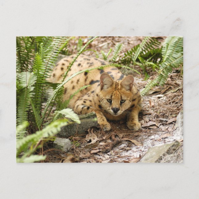 Cartão Postal serval 019 (Frente)