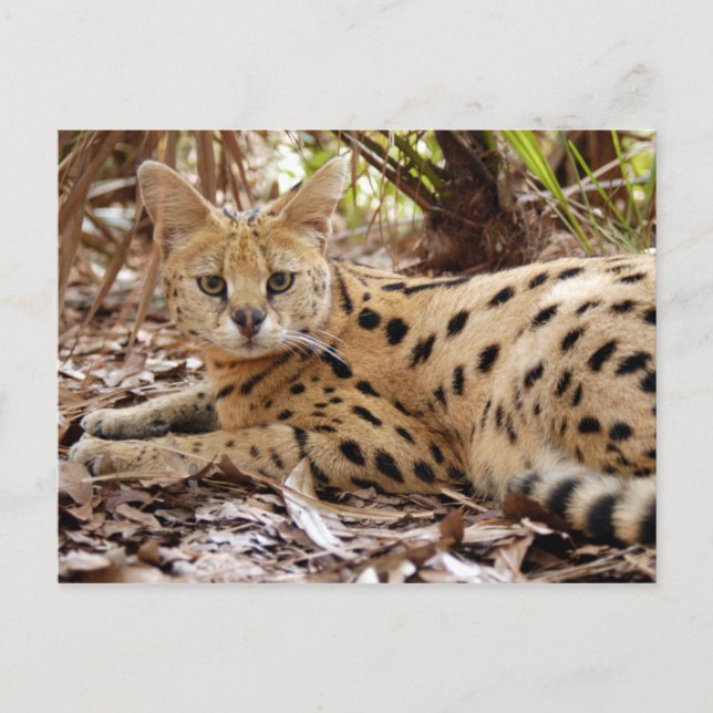 Cartão Postal serval 025 (Frente)