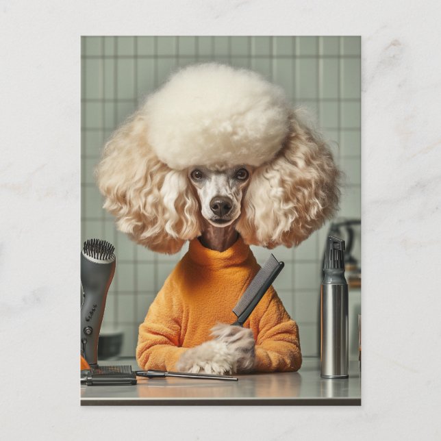 Cartão Postal Sessão de remoção de poodle do na moda (Frente)