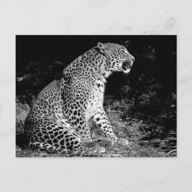 Cartão Postal Sessão-leopardo (Frente)
