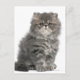 Cartão Postal Sessão Persa Kitten (2 meses de idade)