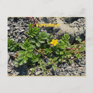 CARTÃO POSTAL SETEMBRO