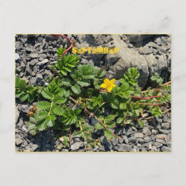 CARTÃO POSTAL SETEMBRO