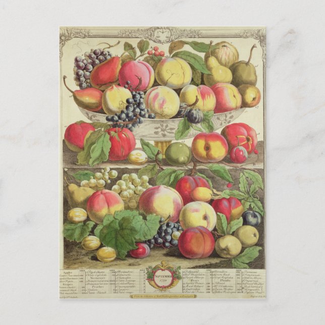 Cartão Postal Setembro, de doze meses de Fruta (Frente)