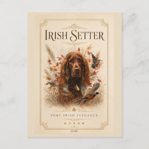Cartão Postal Setter Irlandês