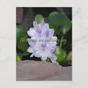 Cartão Postal Seus Compaixões