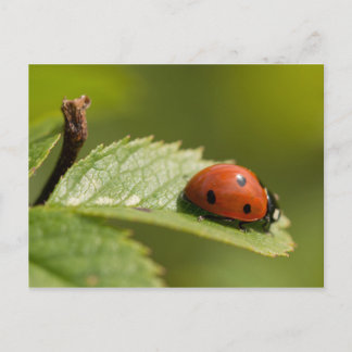 Cartão Postal Seven-spot Ladybird