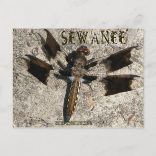 Cartão Postal Sewanee Dragonfly - OlioStudios.com