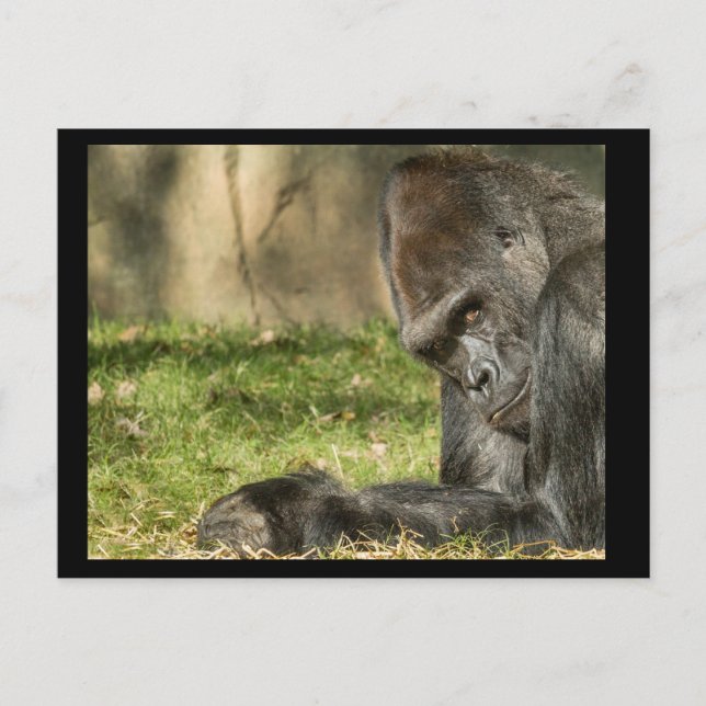 Cartão Postal Sexy Silverback Gorilla Postcard (Frente)