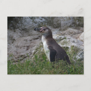 Cartão Postal Sfeniscus humboldti