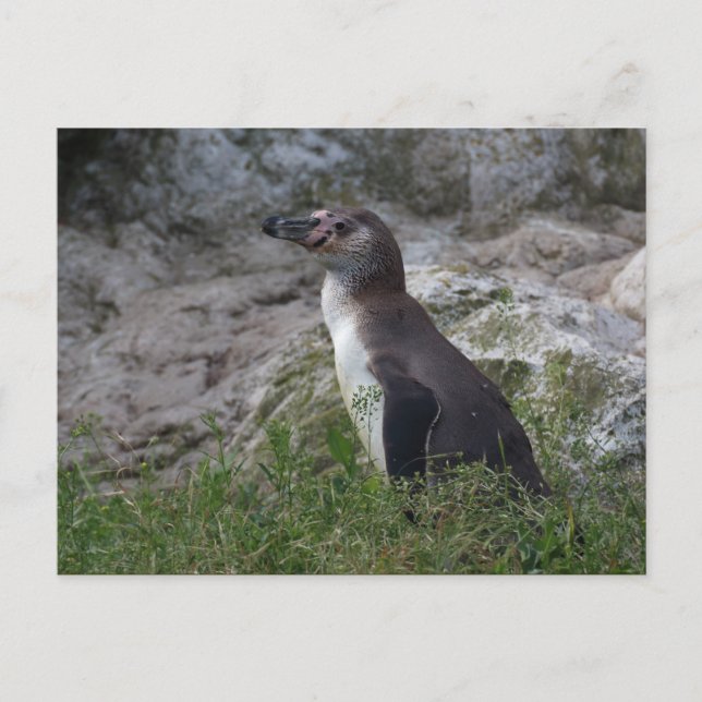 Cartão Postal Sfeniscus humboldti (Frente)